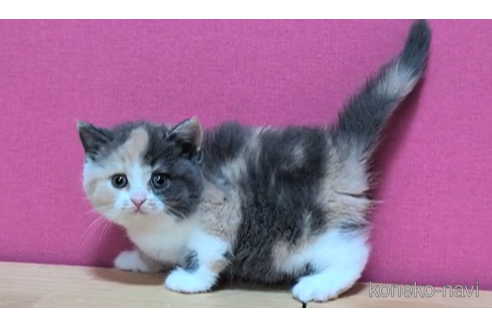 成約済の東京都のスコティッシュフォールド-101393の4枚目